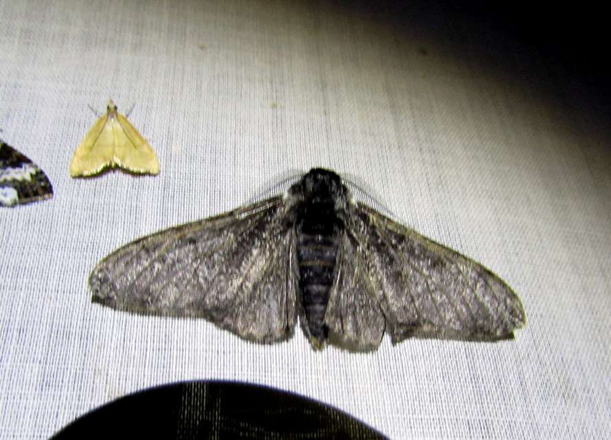 Biston betularia - szürkepettyes araszoló