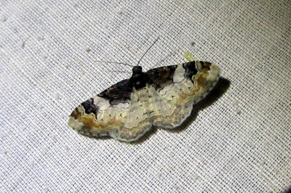 Catarhoe cuculata - csuklyás tarkaaraszoló