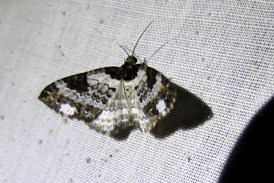 Melanthia procellata - hullámos tarkaaraszoló