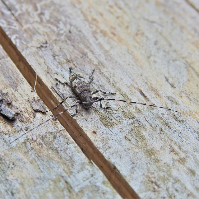 Acanthocinus griseus - szürke daliáscincér