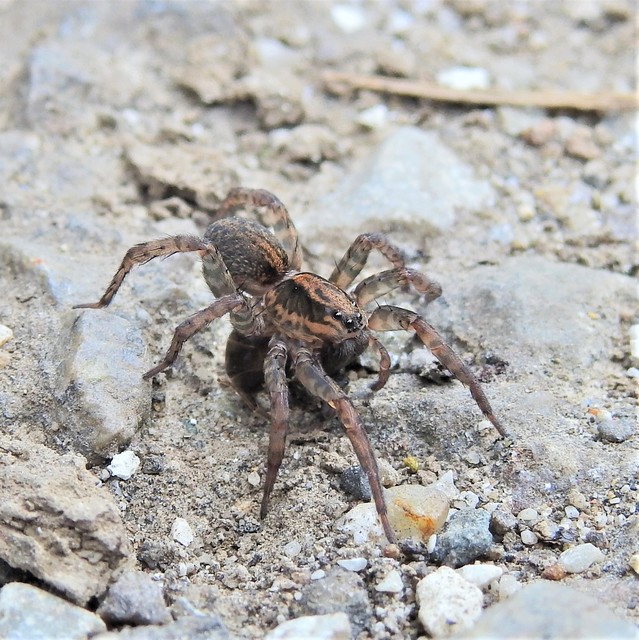 Trochosa