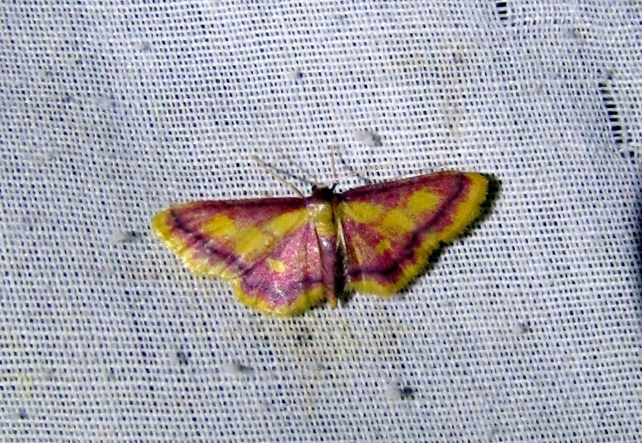 Idaea muricata - mocsári pirosaraszoló