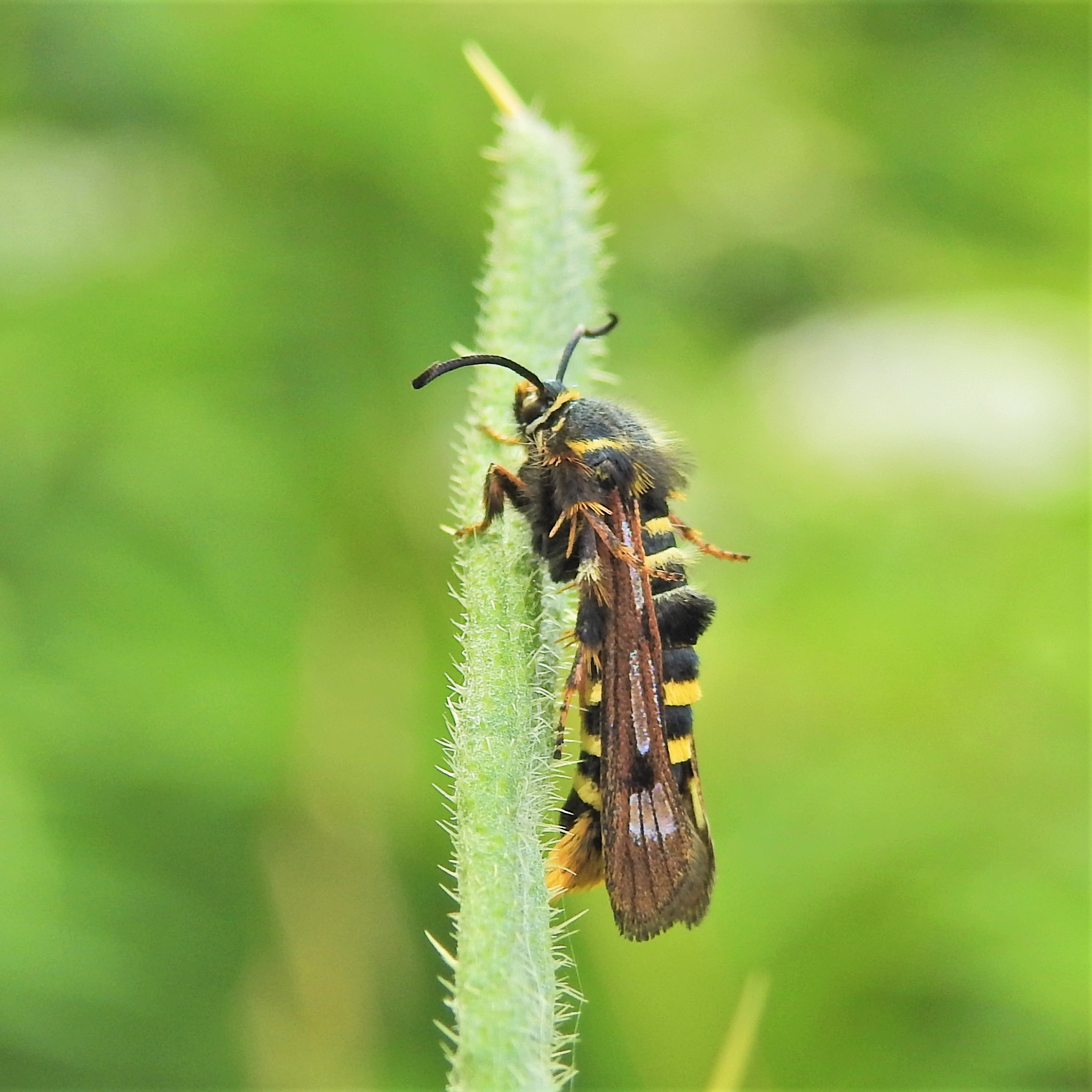 Pennisetia hylaeiformis - málnagubacs-szitkár