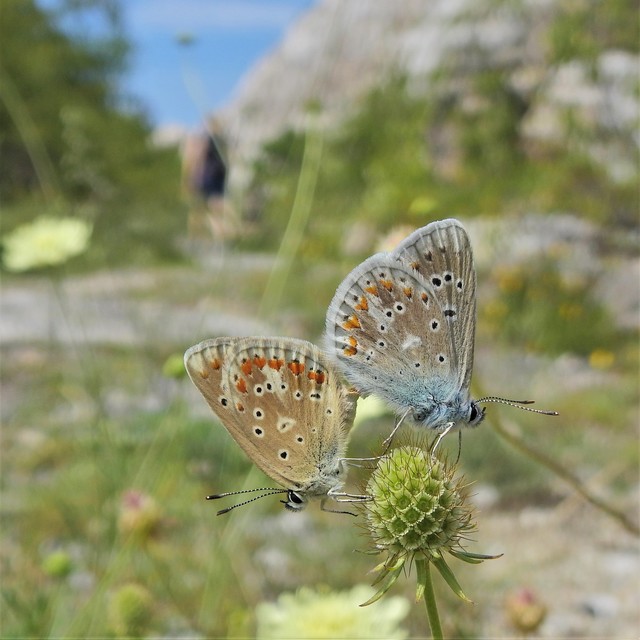 Polyommatus dorylas - fénylő boglárka