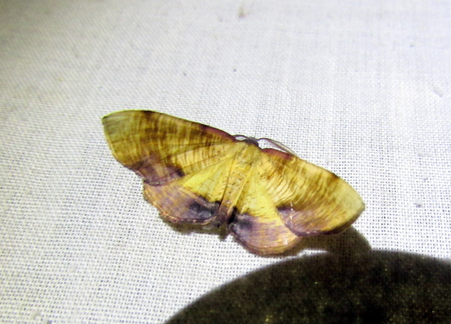 Plagodis dolabraria - baltaszárnyú araszoló