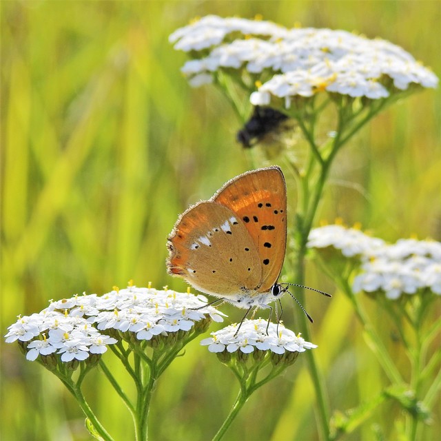 Lycaena virgaureae - arany-tűzlepke