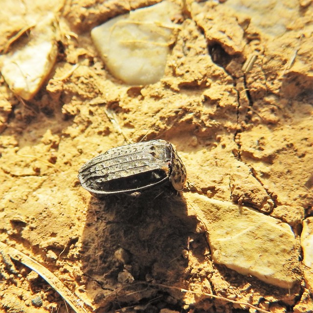 Thanatophilus rugosus - ripacsos dögbogár