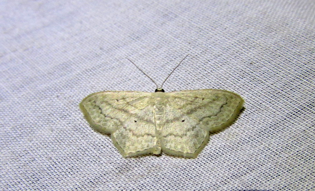 Scopula nigropunctata - feketepettyes araszoló