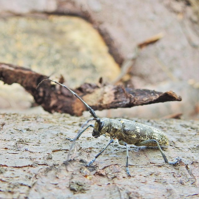 Monochamus galloprovincialis pistor - foltos fenyvescincér