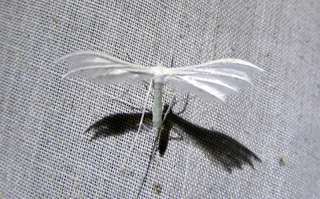 Pterophorus pentadactyla - fehér tollasmoly
