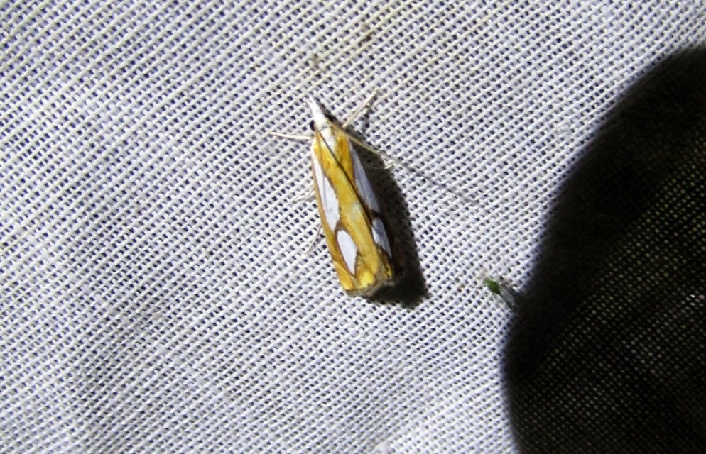 Catoptria pinella - ezüstös fűgyökérmoly