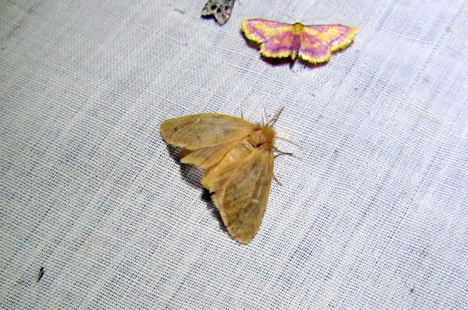 Ocneria rubea - rőt gyapjaslepke