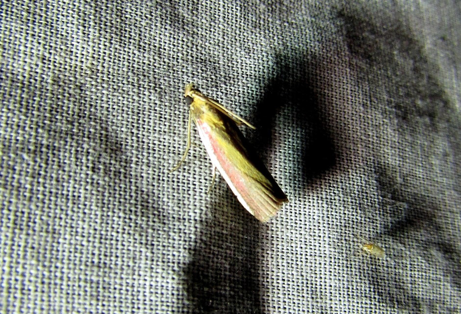 Oncocera semirubella - lucernamoly