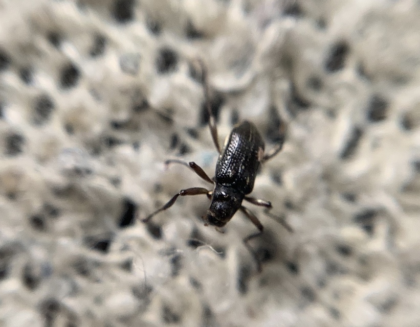 Macronychus quadrituberculatus - négypúpú karmosbogár