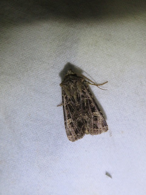 Heliophobus reticulata - fehéreres kertibagoly