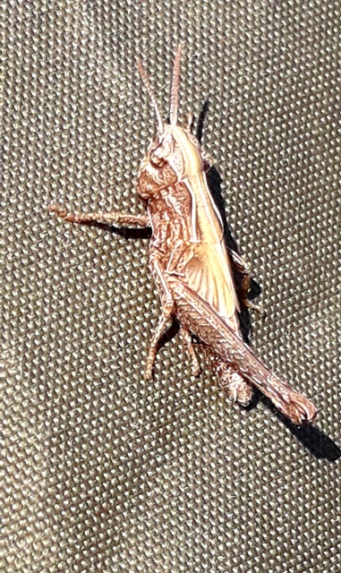 Omocestus rufipes - vöröshasú tarlósáska
