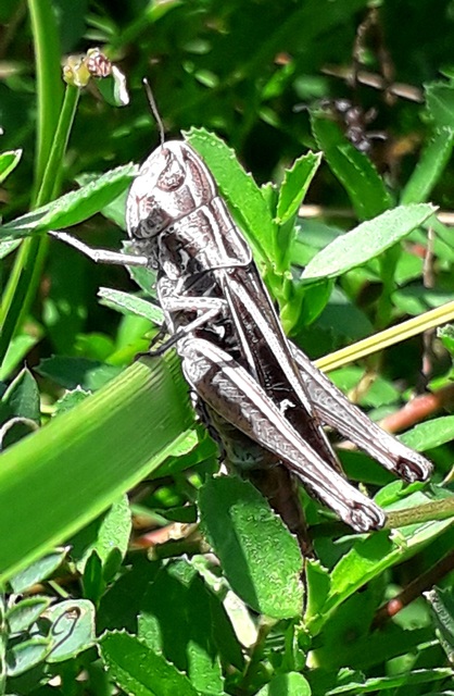 Stenobothrus lineatus - jajgató rétisáska