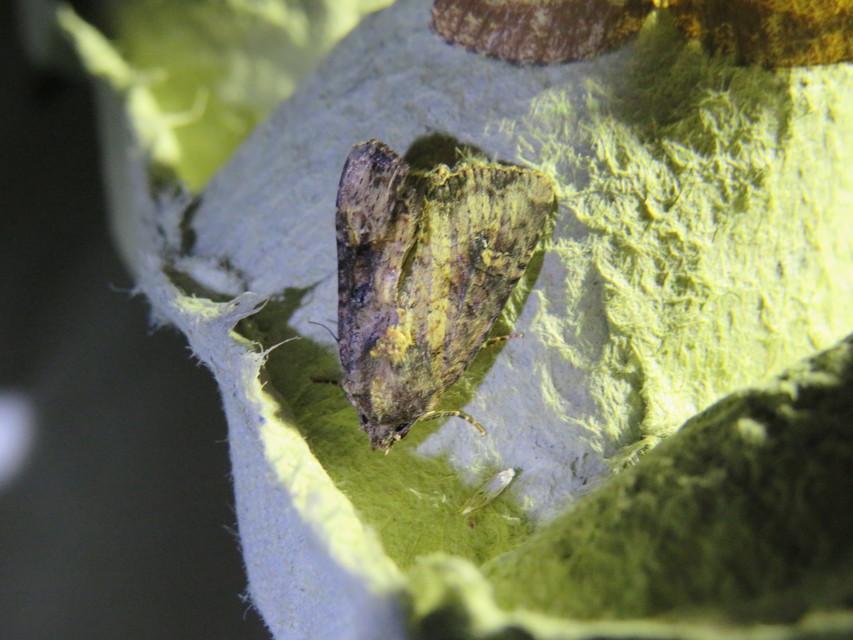 Mesapamea secalella/secalis