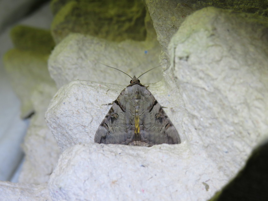 Catocala hymenaea - kökény-övesbagoly