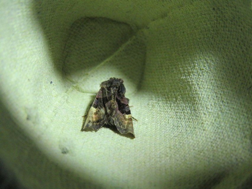 Euplexia lucipara - szeder-csipkésbagoly