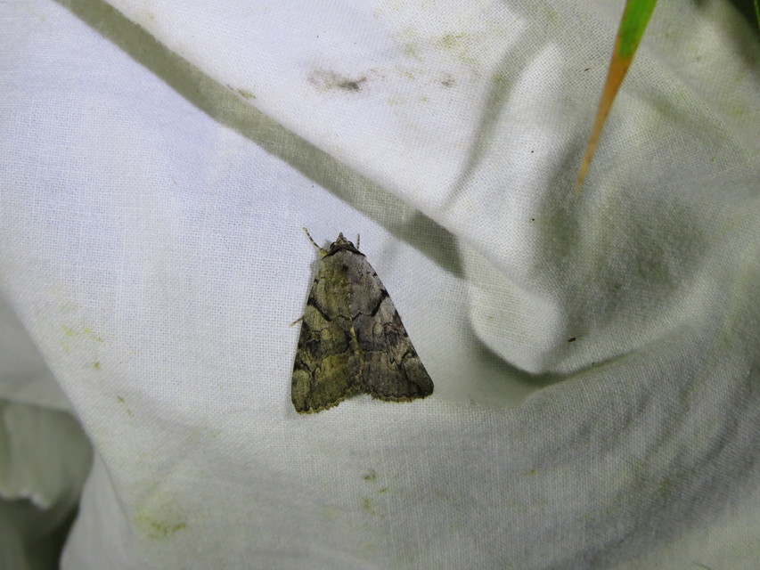 Catocala hymenaea - kökény-övesbagoly
