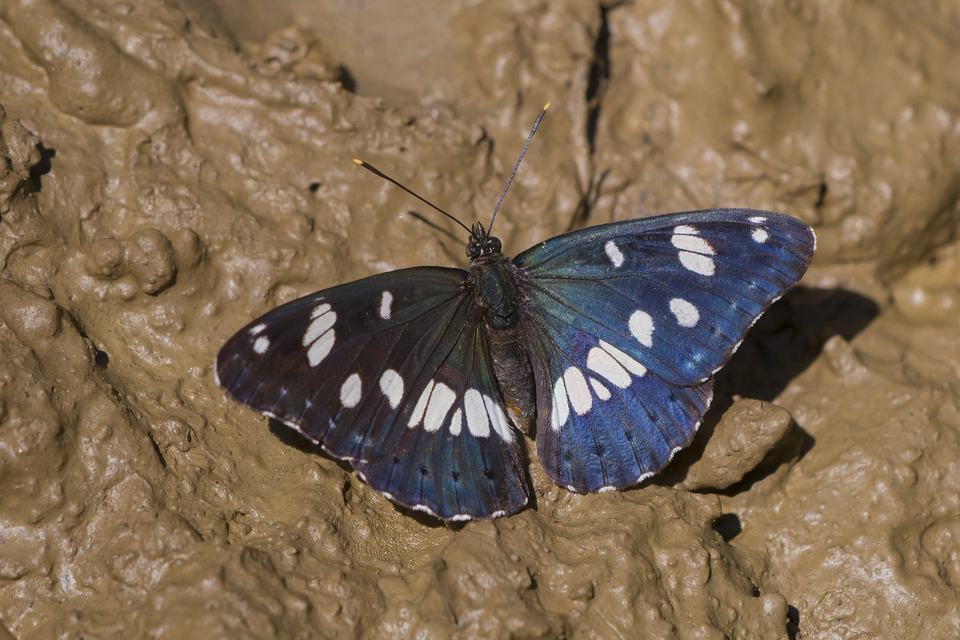 Limenitis reducta - kék lonclepke