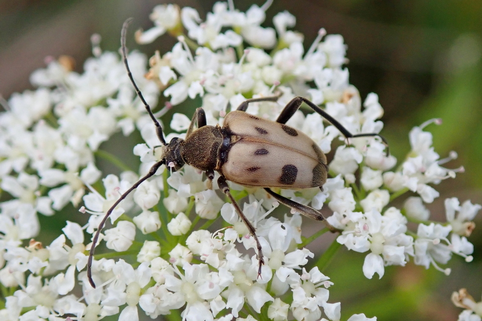 Pachytodes cerambyciformis - változékony virágcincér