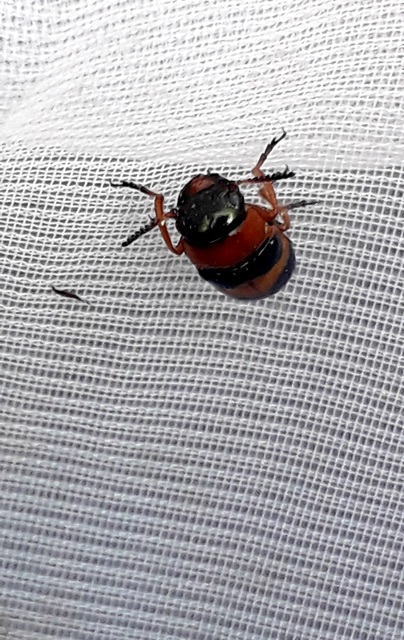 Coptocephala unifasciata - sárgalábú hullóbogár