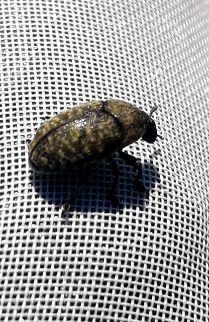 Larinus obtusus - imola-púderbarkó