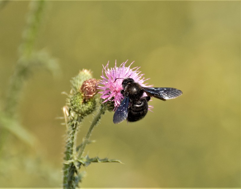 Xylocopa violacea - kék fadongó