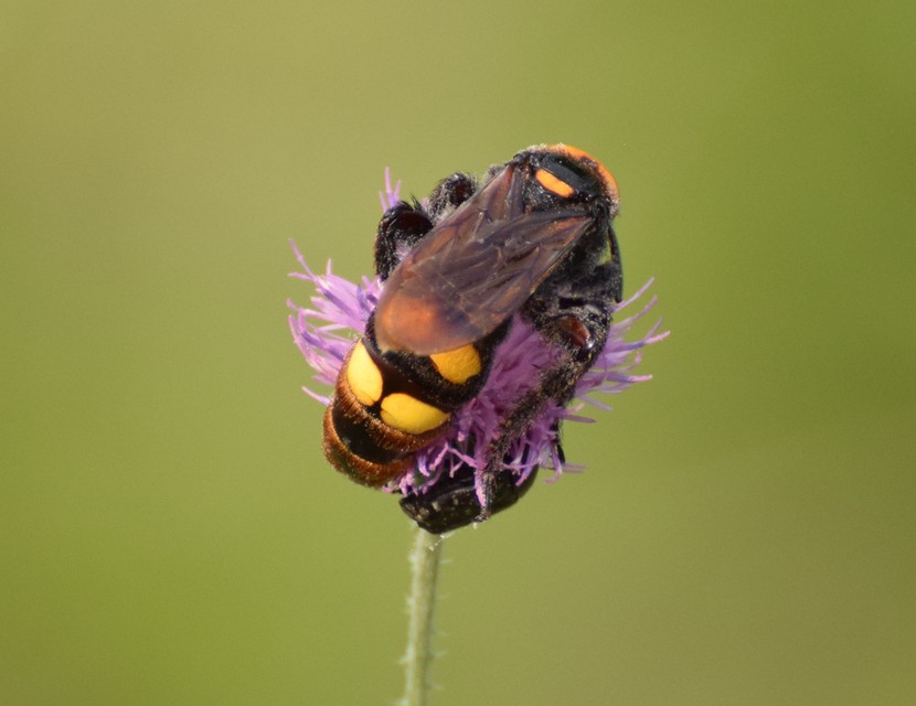 Megascolia maculata - óriás-tőrösdarázs