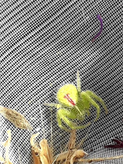 Heriaeus graminicola/hirtus