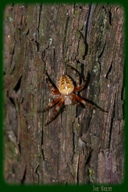 Araneus diadematus - koronás keresztespók