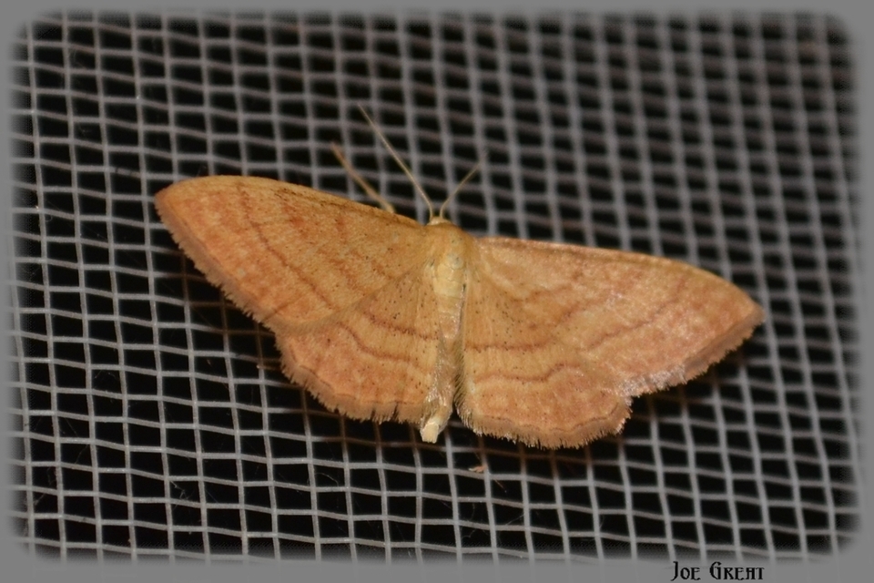 Idaea ochrata - okkerszínű sávosaraszoló