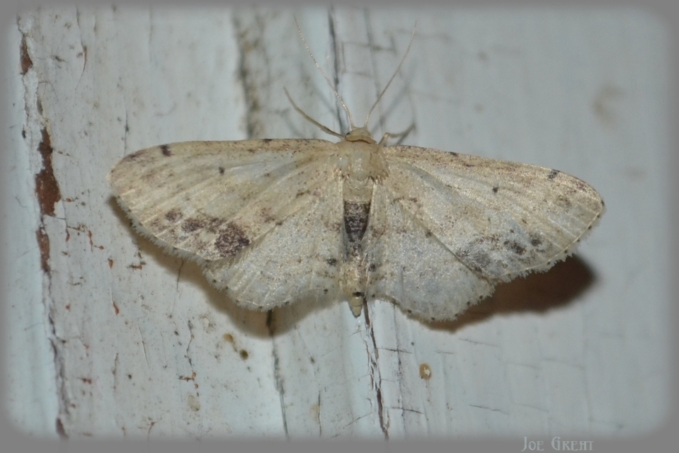 Idaea dimidiata - gyakori apróaraszoló
