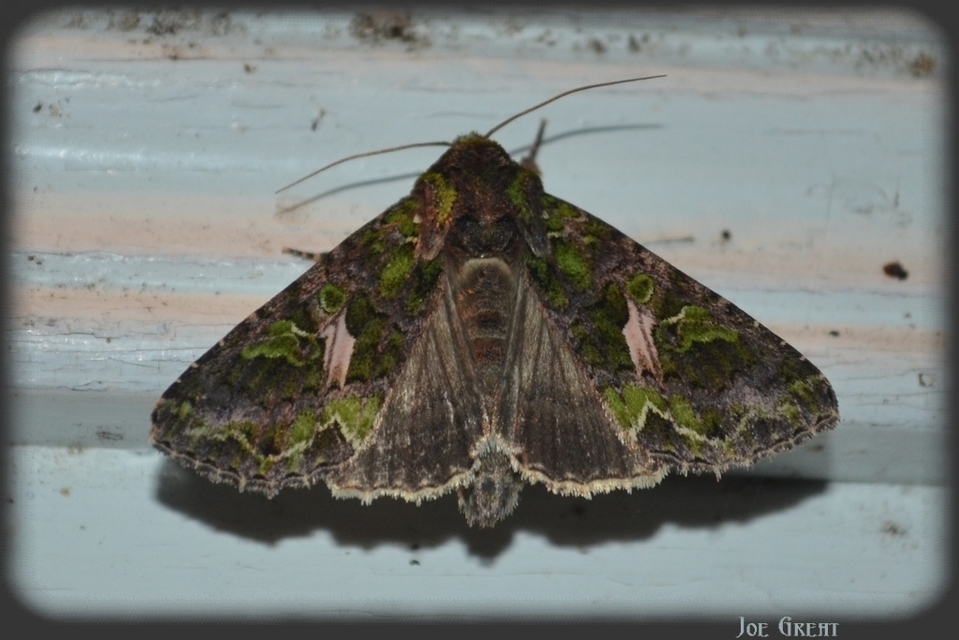 Trachea atriplicis - nyári zöldbagoly