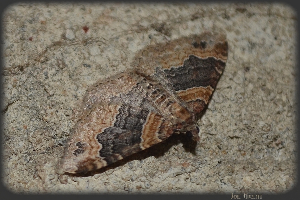 Xanthorhoe ferrugata - kerti tarkaaraszoló