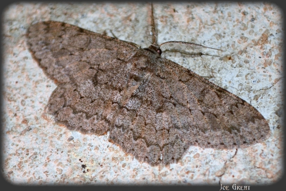 Hypomecis punctinalis - pettyes faaraszoló