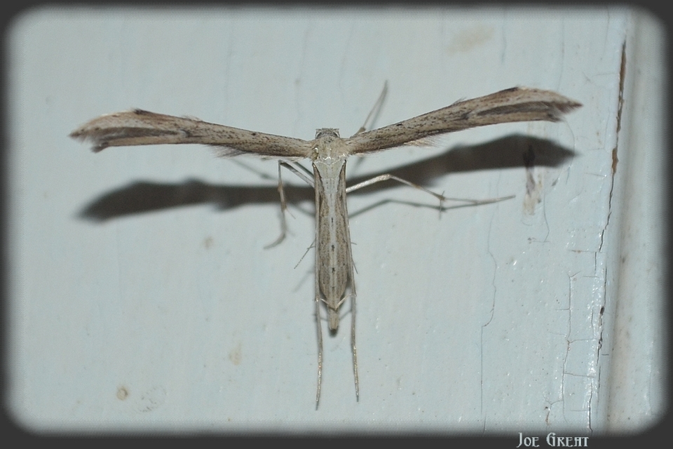 Pterophoridae - tollasmolyfélék