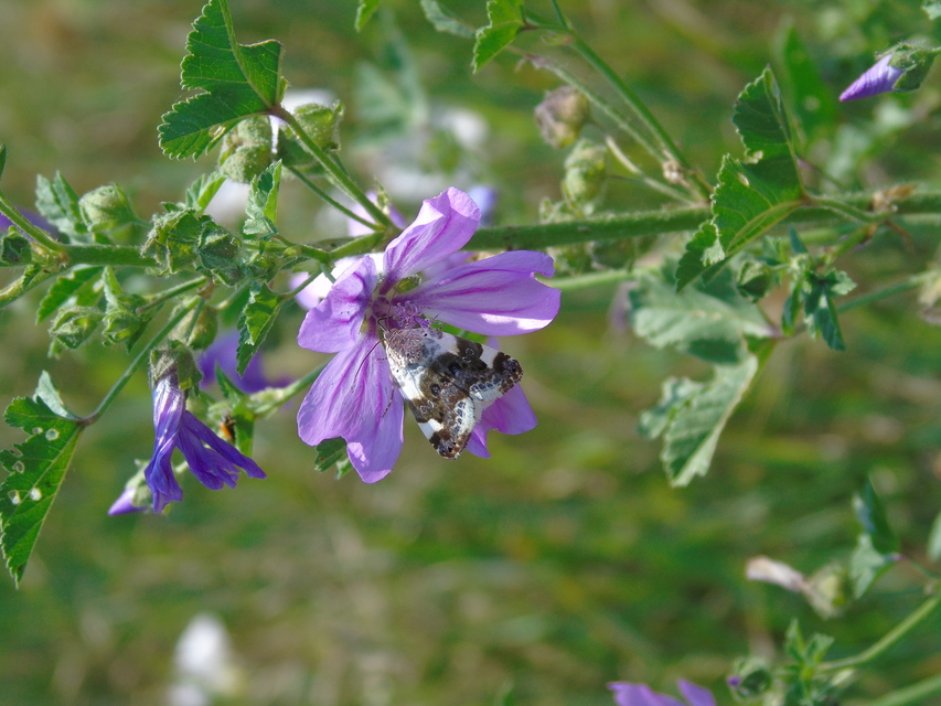 Acontia lucida - fehér nappalibagoly
