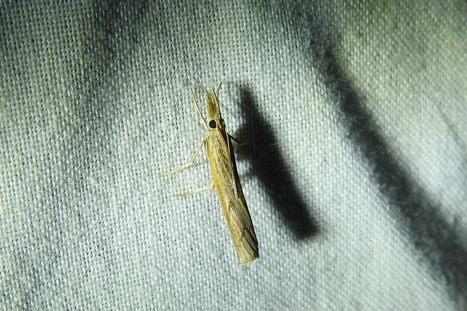 Pediasia contaminella - mocskos fűgyökérmoly