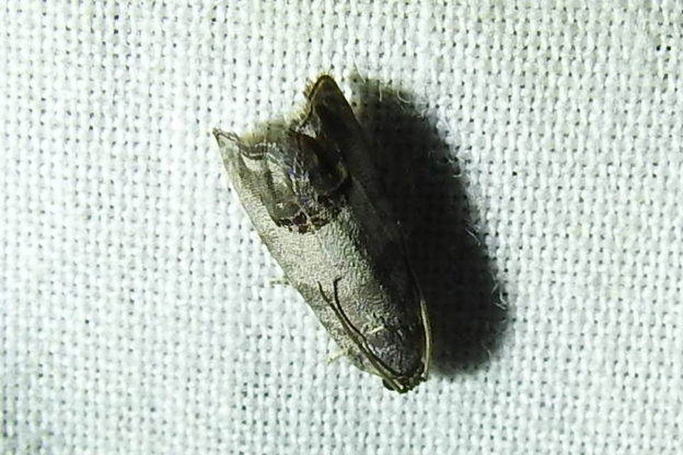 Cydia pomonella/pyrivora