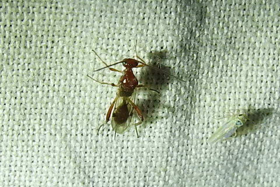 Braconidae - gyilkosfürkészek