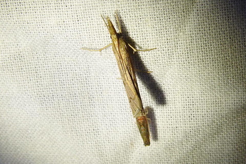 Pediasia contaminella - mocskos fűgyökérmoly