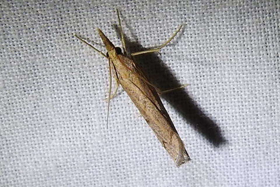 Pediasia contaminella - mocskos fűgyökérmoly