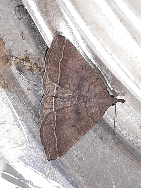 Pechipogo plumigeralis - tollascsápú karcsúbagoly