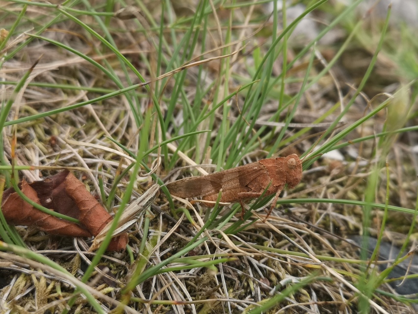 Oedipoda caerulescens - kékszárnyú sáska