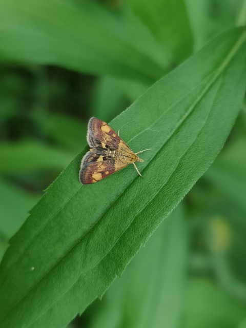 Pyrausta aurata - aranyló bíbormoly