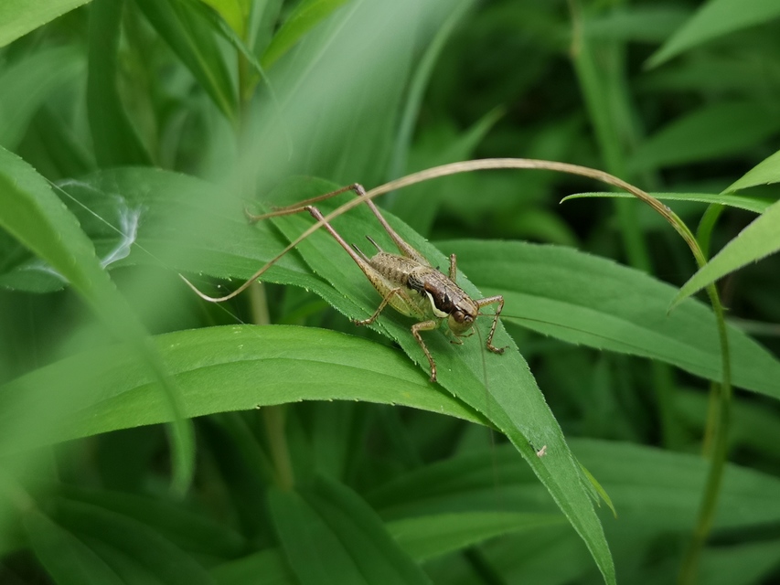 Pachytrachis gracilis - karcsú szöcske