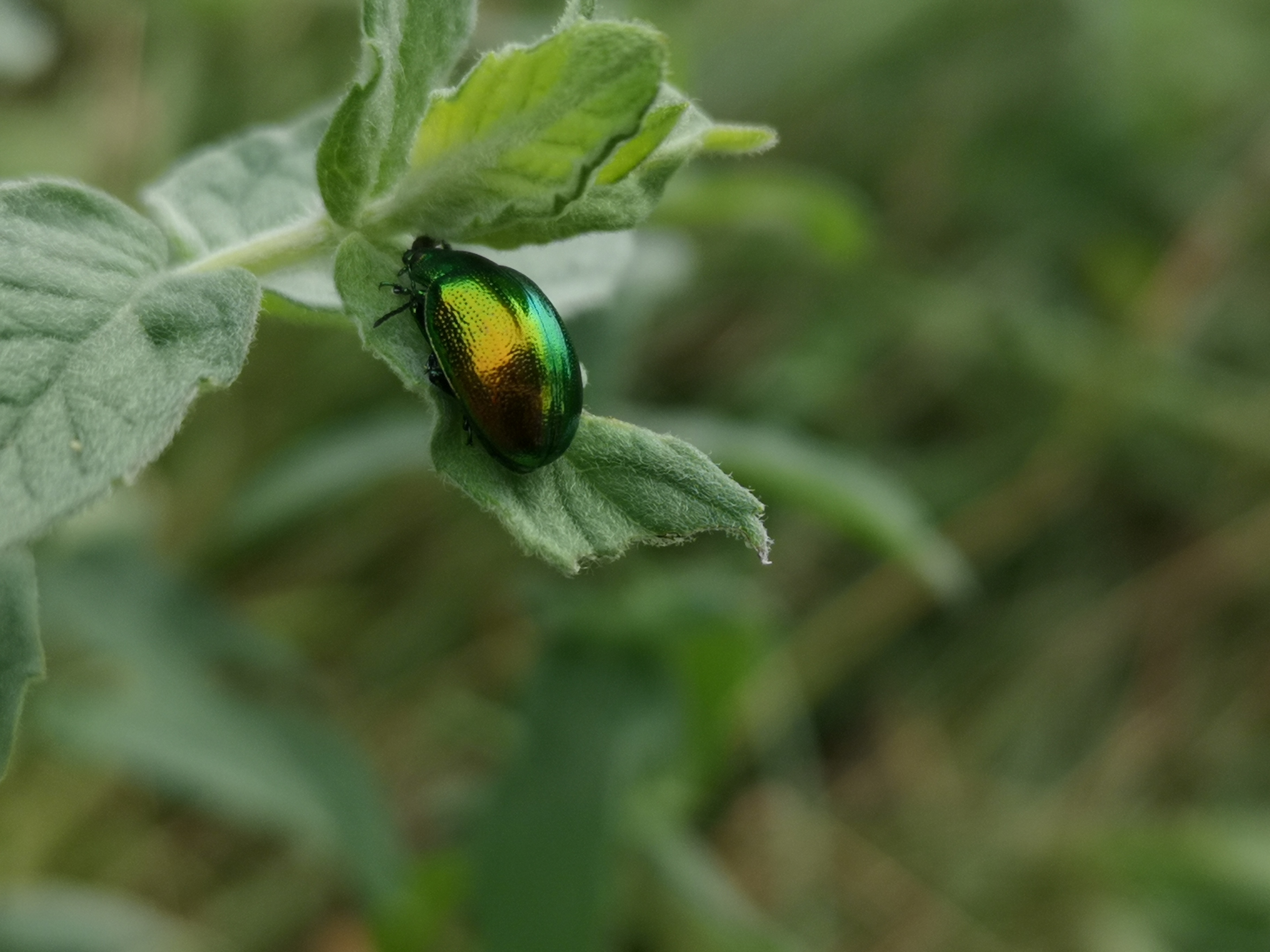 Chrysolina herbacea - zöld mentalevelész
